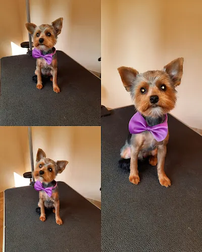 Salon Strzyżenia Psów Pasja